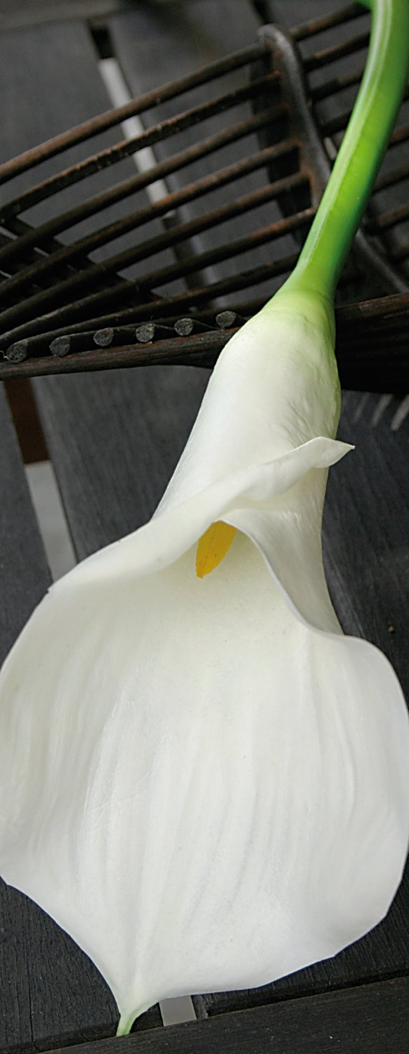 Künstliche Calla, 71 cm, Real Touch Soft, creme-weiß