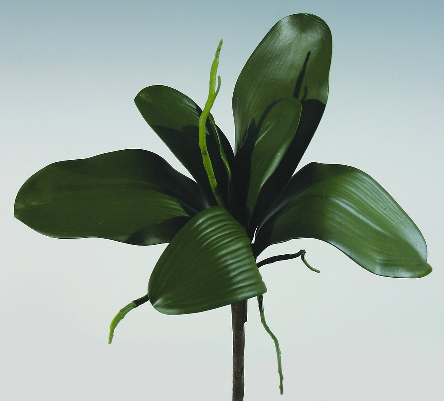 Artificial orchids leaves with root, 34 cm, green