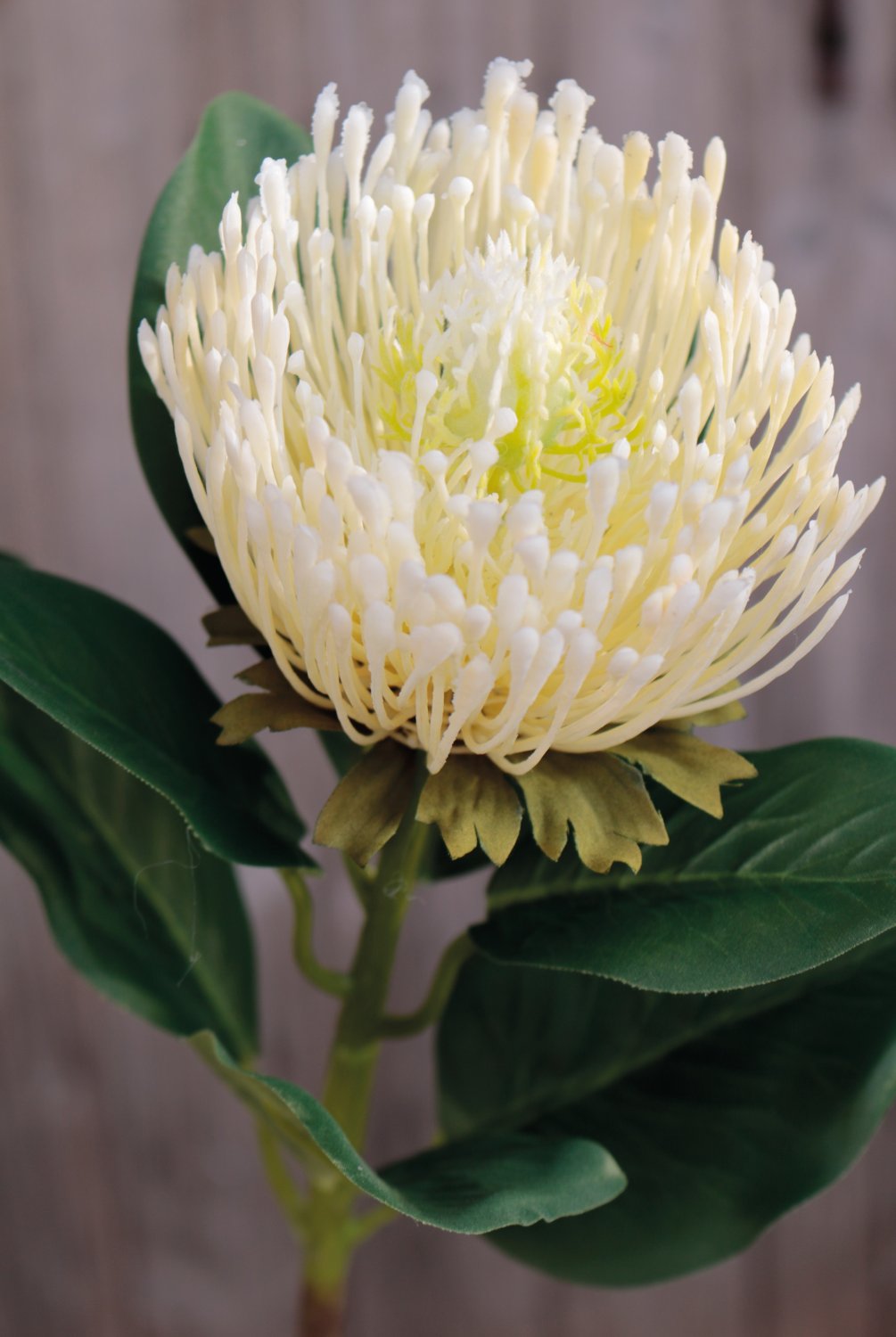 Silk protea, 65 cm, beige-white