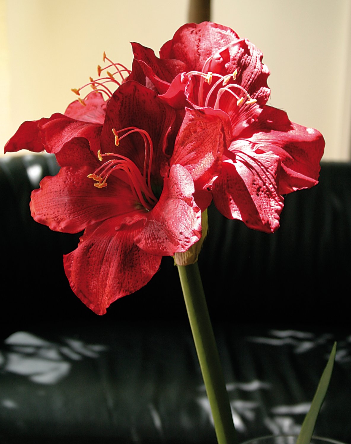 Künstliche Amaryllis in Gefäß mit 'Erde', 185 cm, Ø 110 cm, rot