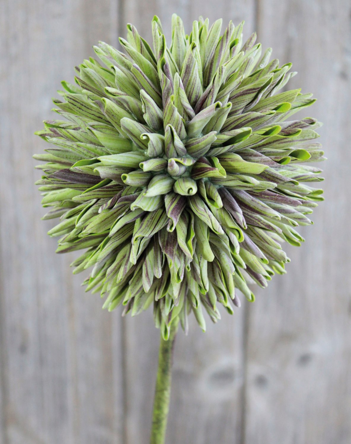 Künstlicher Soft flower 'Allium', 80 cm, grün