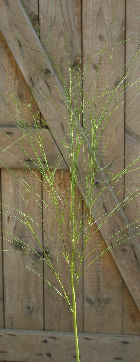 Künstlicher Graszweig, 116 cm, herbstgrün