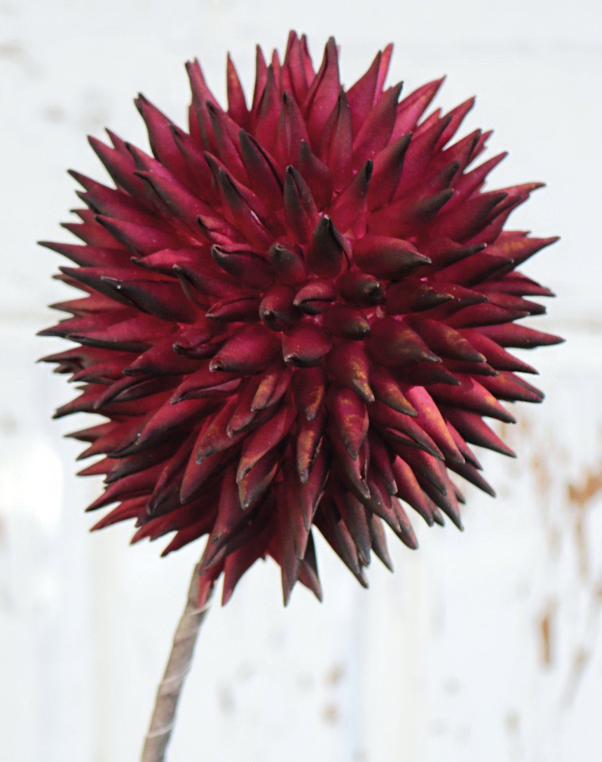 Künstlicher Soft flower 'Allium', 80 cm, trendy purple