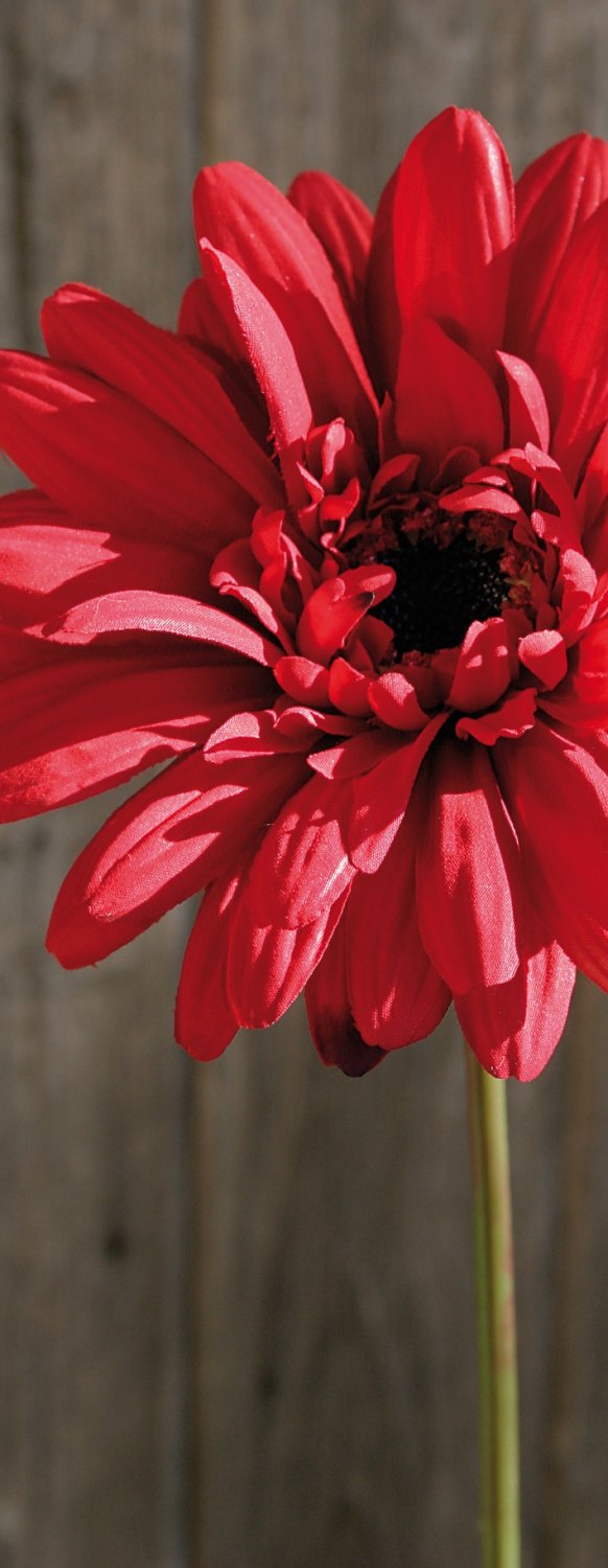 Künstliche Gerbera mit beflocktem Stiel, 55 cm, rot