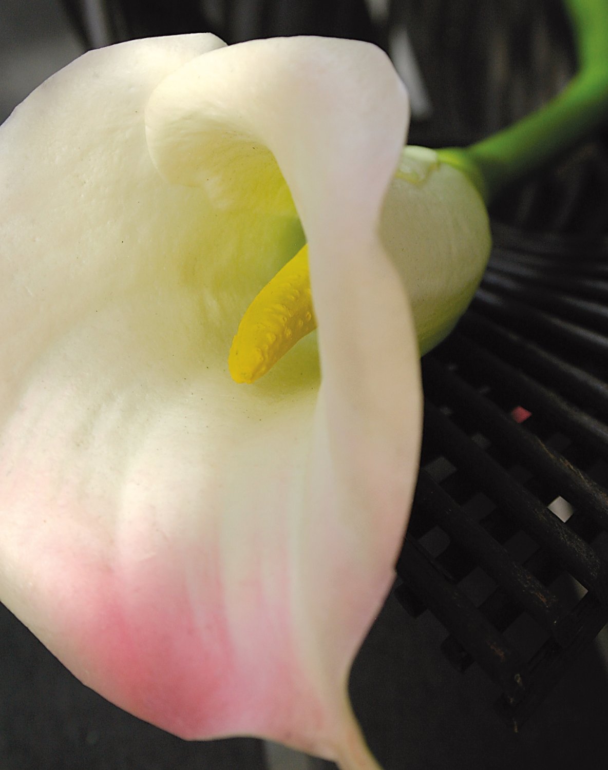 Calla artificiale, 68 cm, Real Touch Soft, bianco-rosa