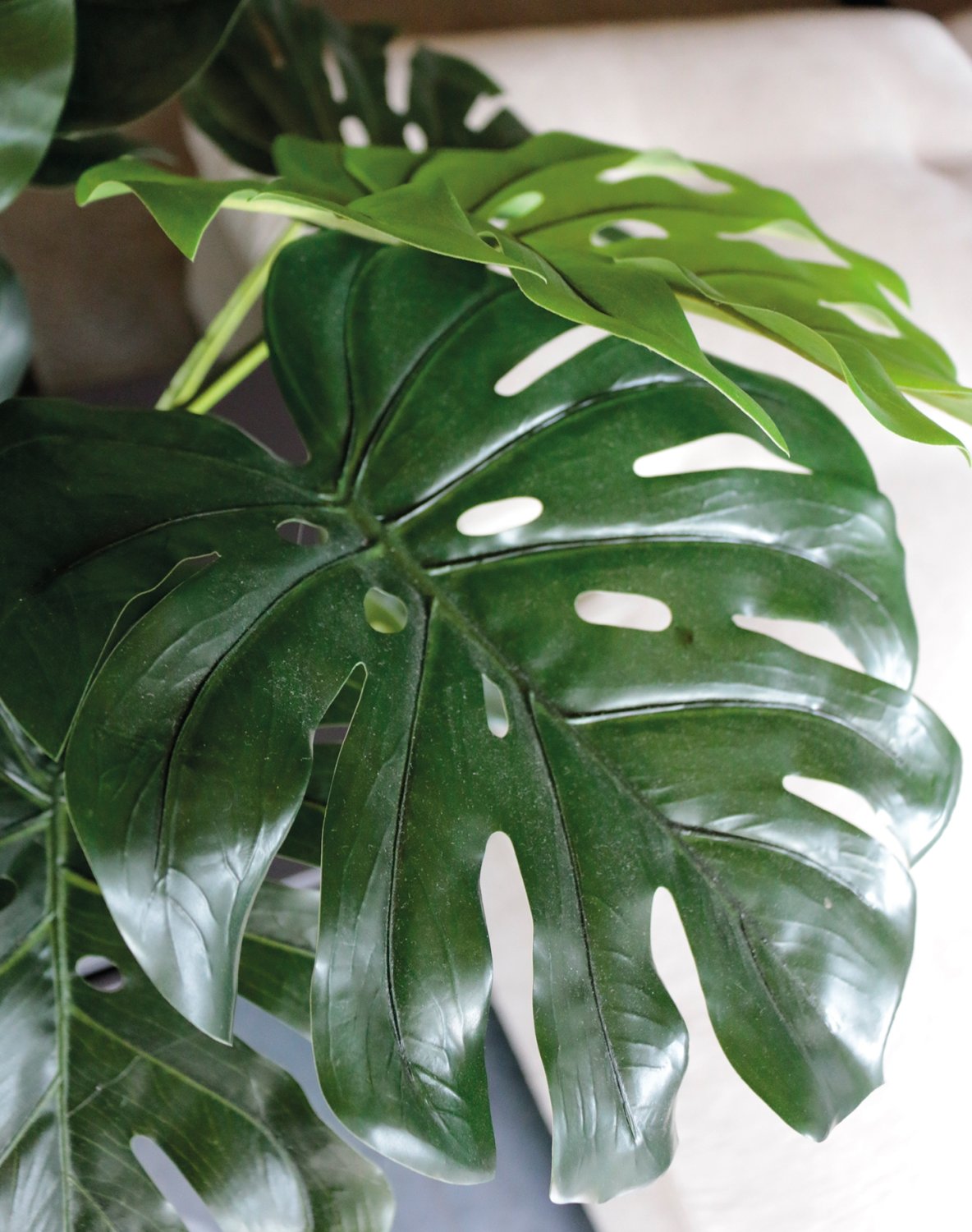 Fake monstera (swiss cheese plant), potted, 55 cm, green