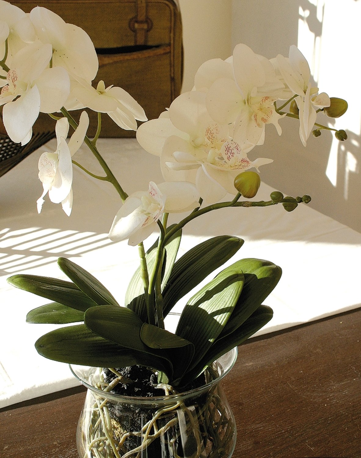 Künstliche Orchidee Phalaenopsis in Glasgefäß, 58 cm, Real Touch, creme-weiß