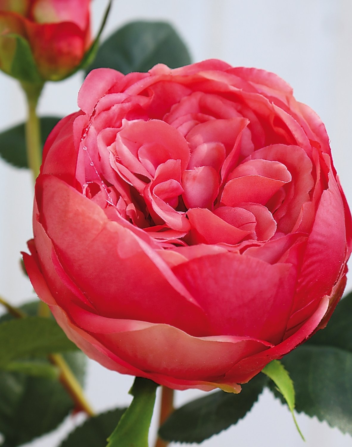Künstliche Rose, 1 Blüten, 2 Knospen, 60 cm, Real Touch Soft, pink