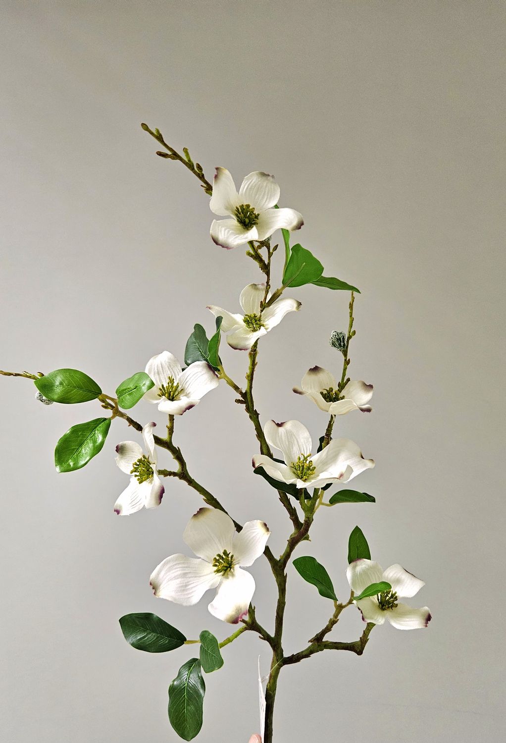 Dekozweig japanischer Hartriegel, 76 cm, weiß-grün