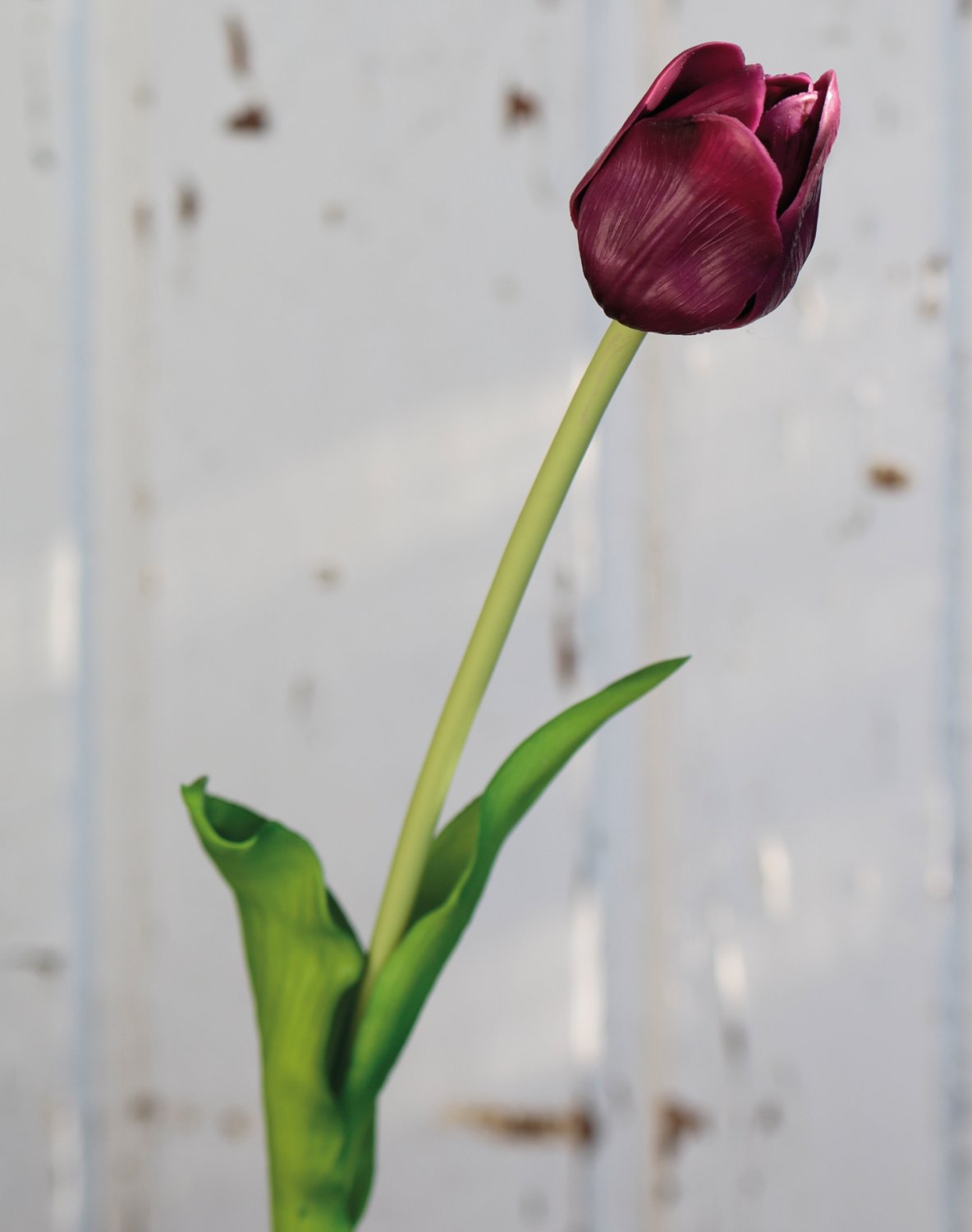 Künstliche Tulpe, französisch, 47 cm, Real Touch, violett-grün