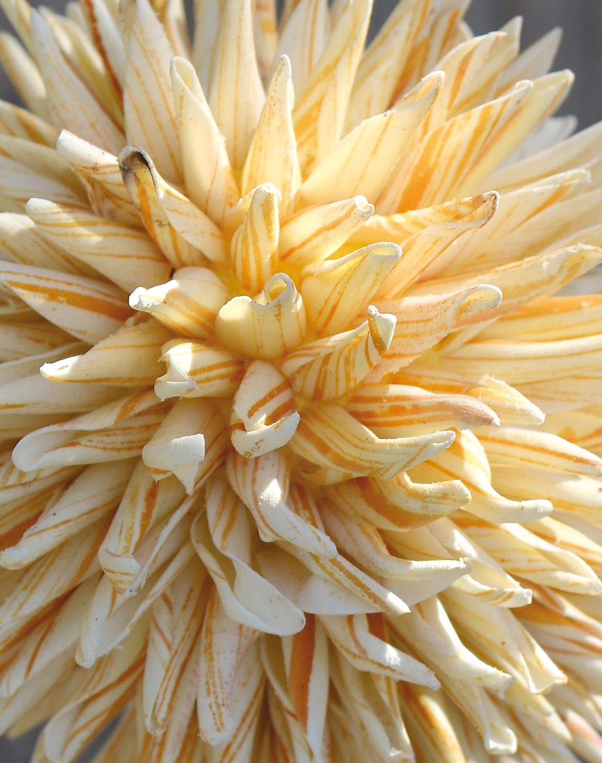 Artificial soft flower 'allium', 80 cm, yellow-white