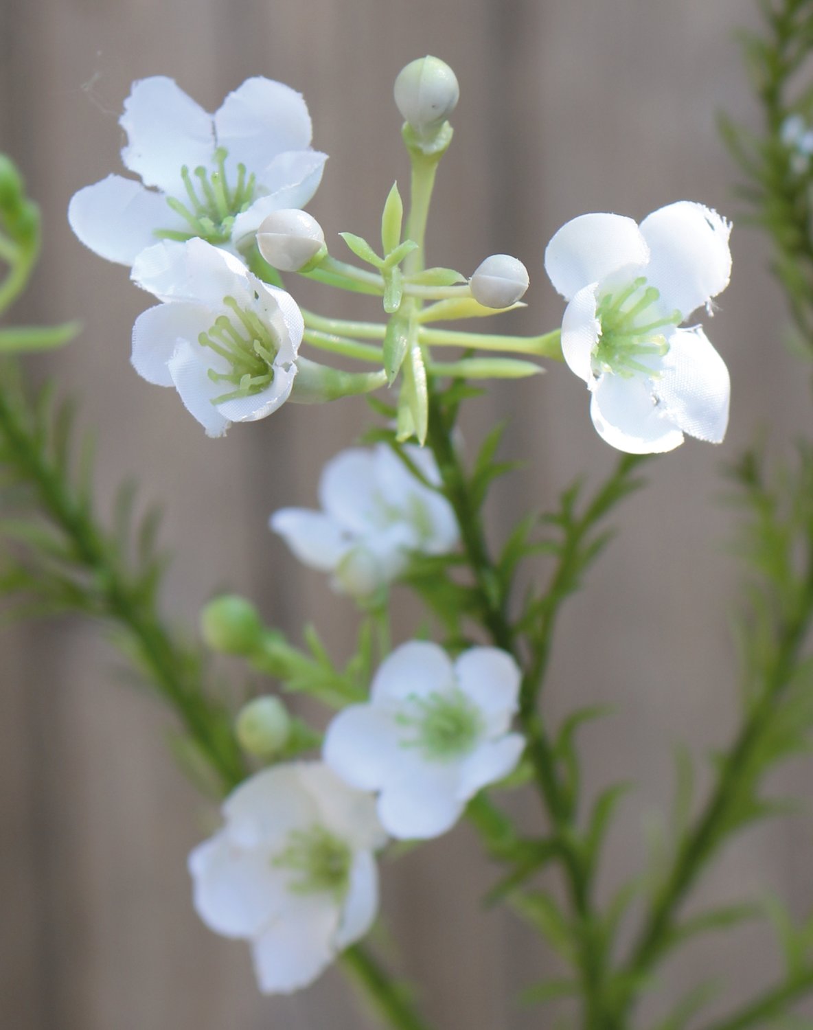 Fiore di cera artificiale, 65 cm, bianco-crema