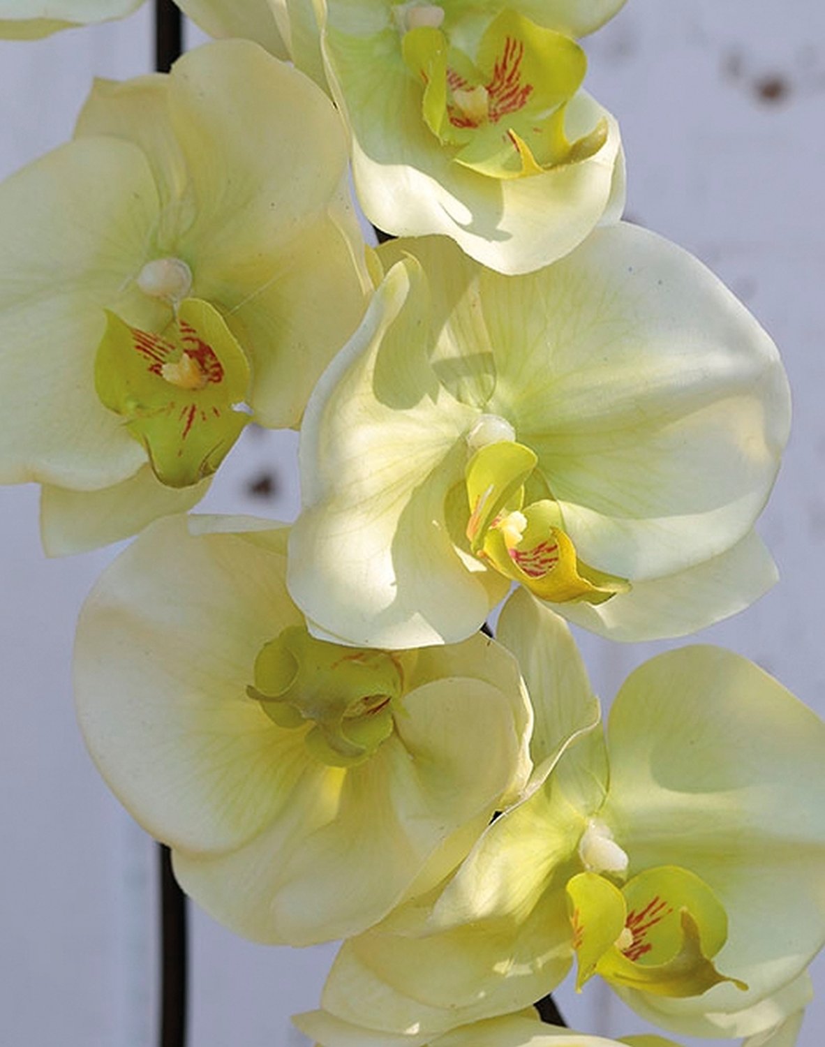 Künstliche Orchidee Phalaenopsis, 110 cm, Real Touch, creme-grün