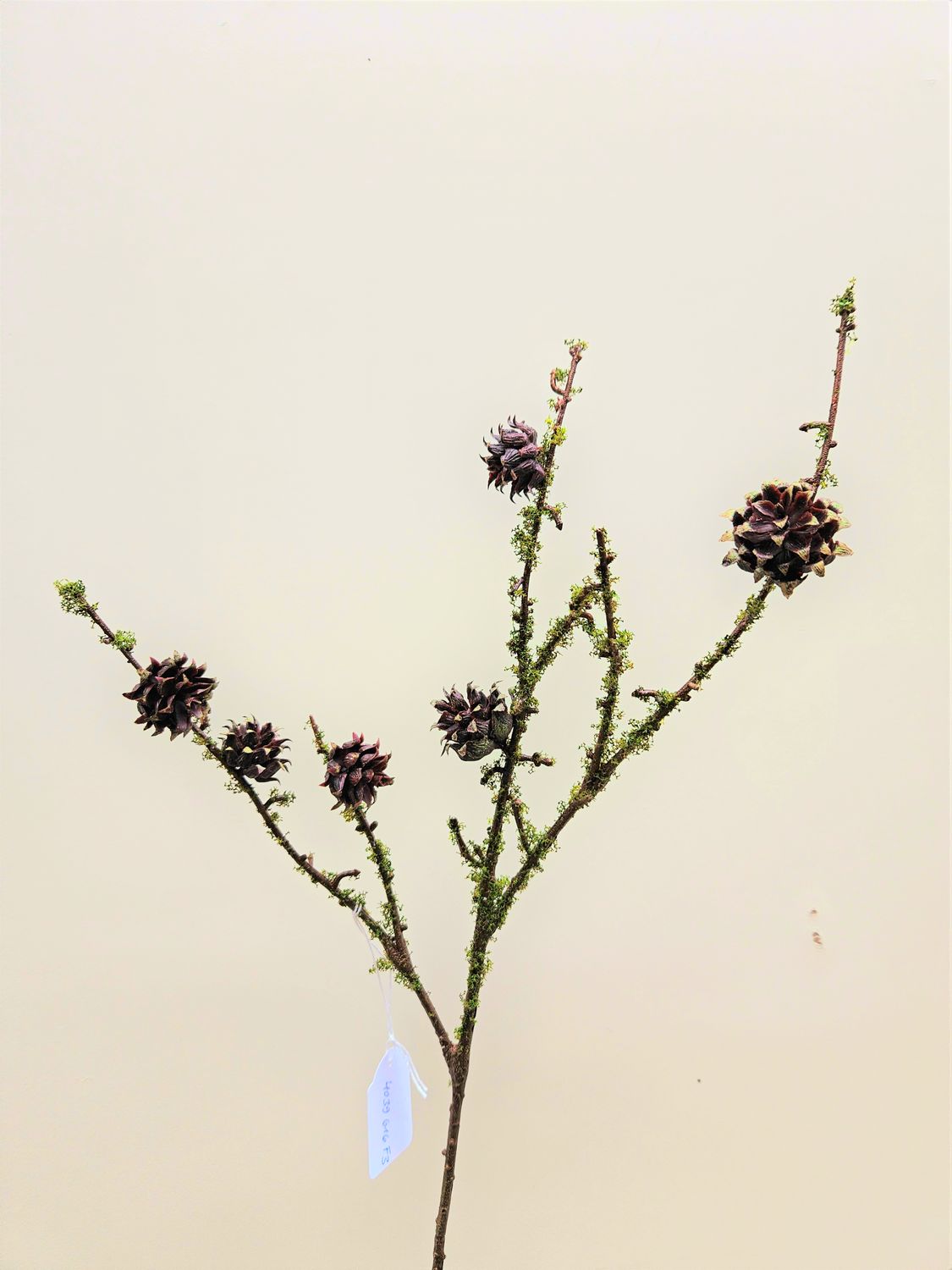 Dekozweig mit künstlichem Moos und Zapfen, 77 cm, natur