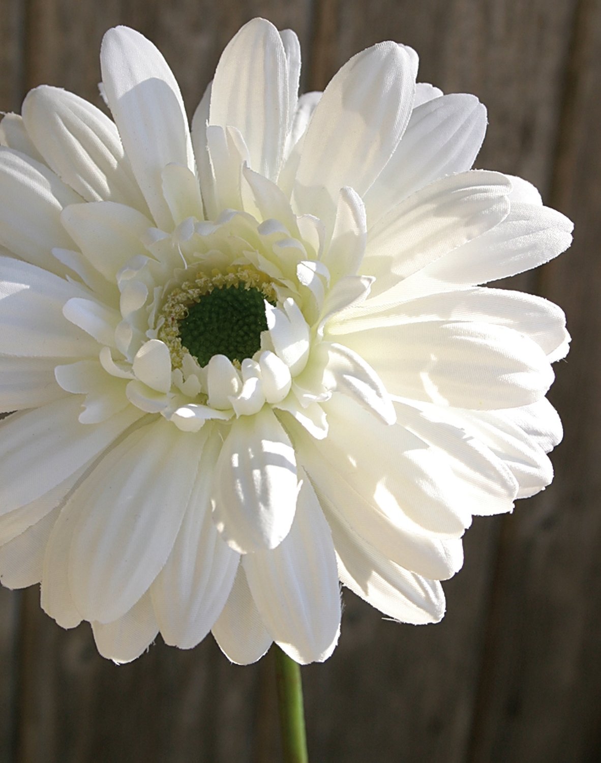 Künstliche Gerbera mit beflocktem Stiel, 55 cm, creme-weiß