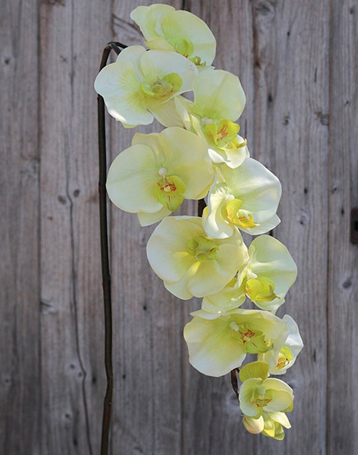 Künstliche Orchidee Phalaenopsis, 110 cm, Real Touch, creme-grün
