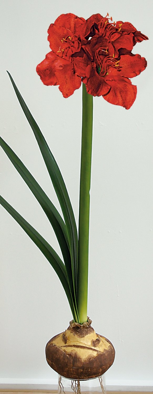 Künstliche Amaryllis mit Zwiebel, 175 cm, creme-weiß