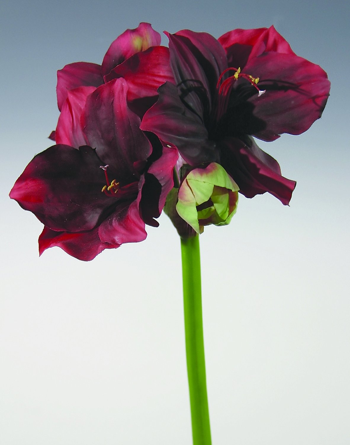 Künstliche Amaryllis, 80 cm, Real Touch, rot