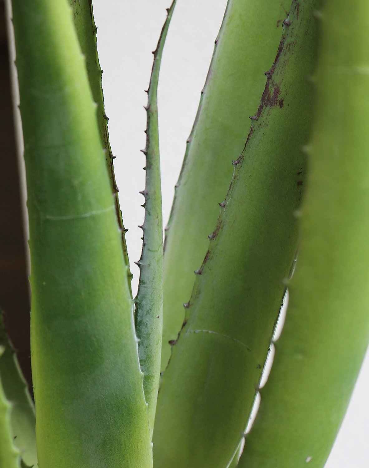 Künstliche Aloe, getopft, 50 cm, grün