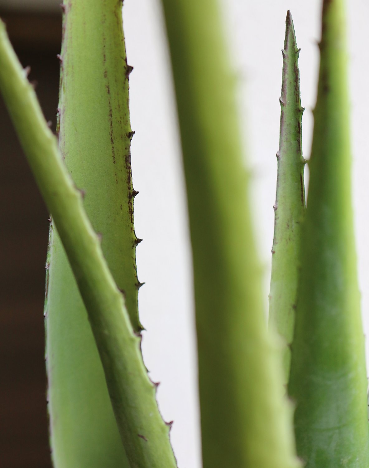 Fake aloe, potted, 50 cm, green