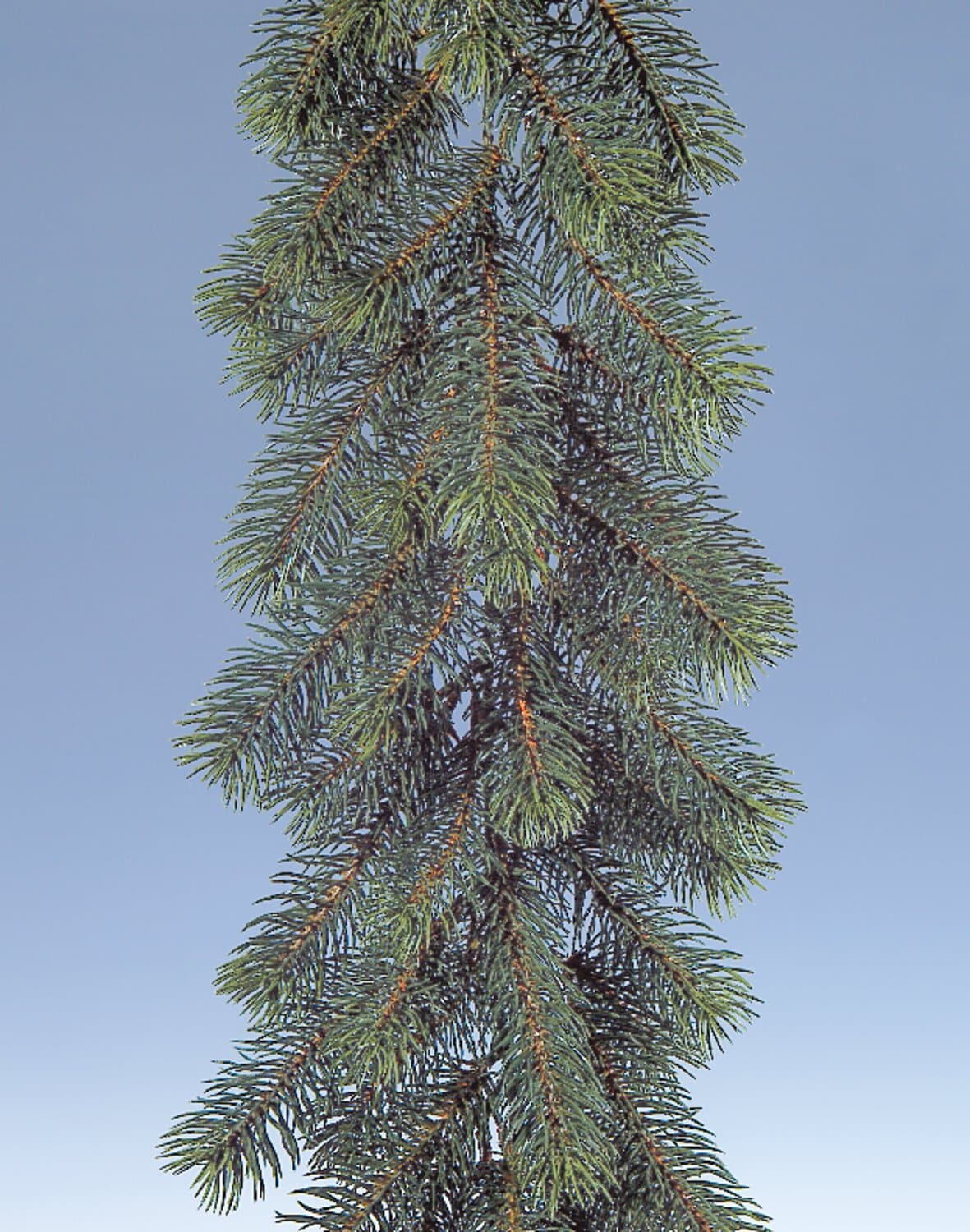 Knstliche Tannengirlande 270cm Mit 200 Tips  Realistische LS Kunsttanne  Aus 100% PE Spritzguss | Biegsame Weihnachtsgirlande Fr Tr, Gelnder &  Fenster