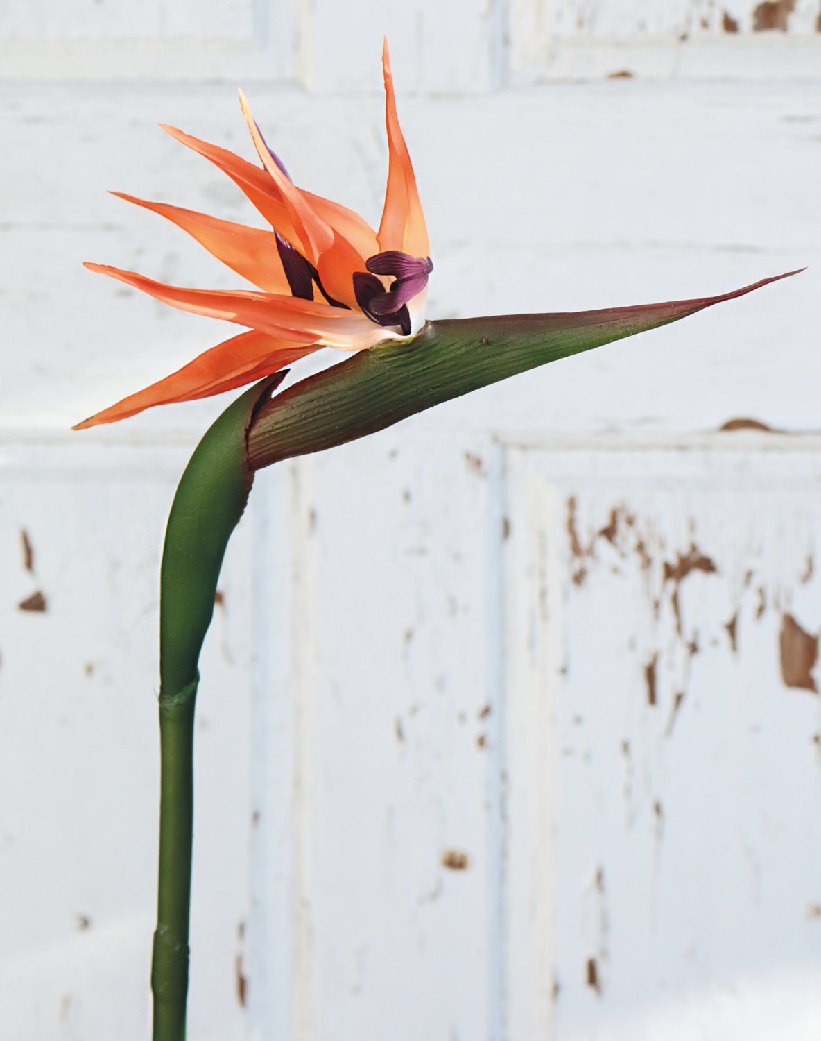 Silk bird of paradise, 86 cm, orange-amethyst