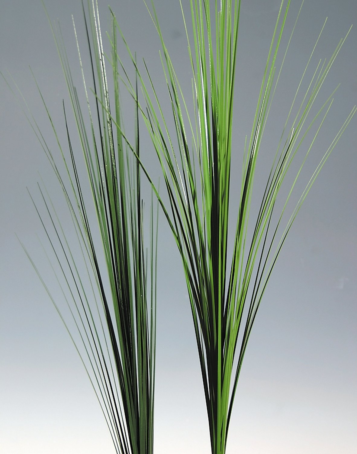 blumenkasten als sichtschutz Flexi-Design Blumenkasten mit Sichtschutz fr Balkone  Potflex