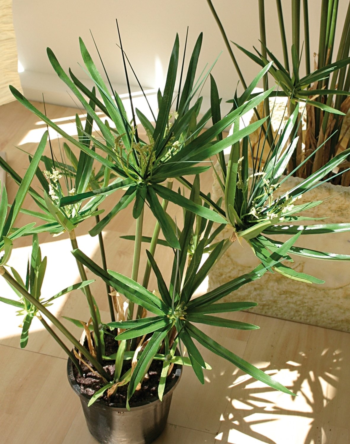 Erba artificiale di cyperus, in vaso, 55 cm, verde