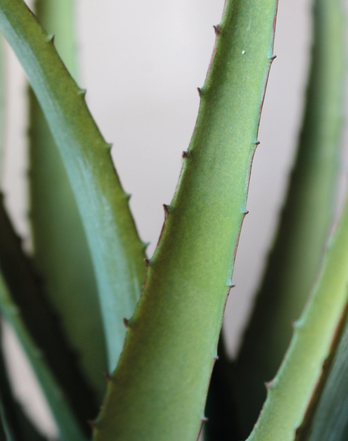 Künstliche Aloe, getopft, 53 cm, grün Künstliche Aloe, getopft, 53 cm, grün