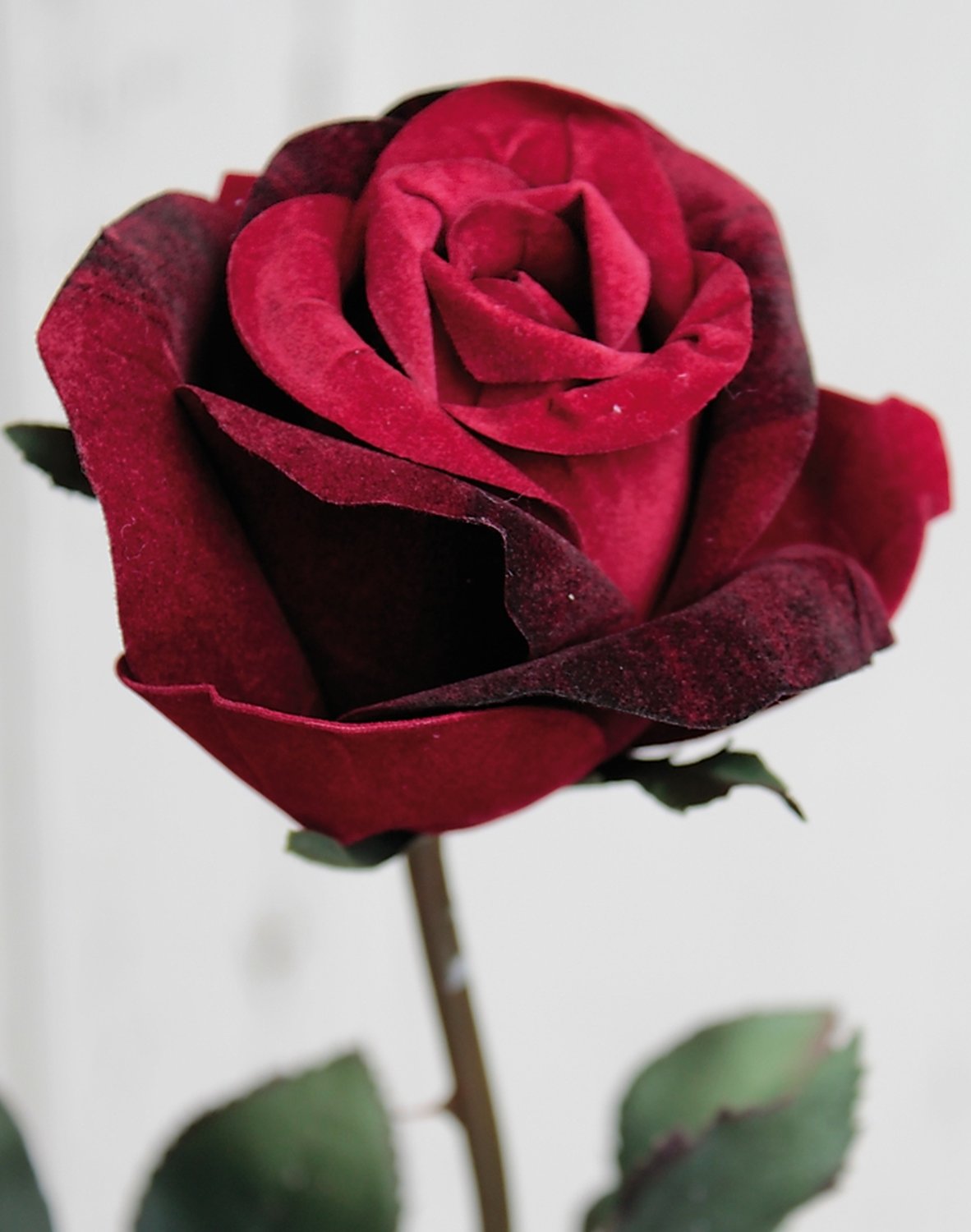 Künstliche Rose Equador, samt, 80 cm, bordeauxrot