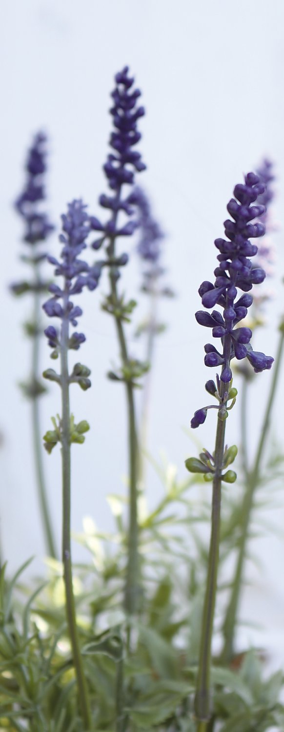 Künstlicher Lavendel, getopft, 35 cm, dunkelviolett