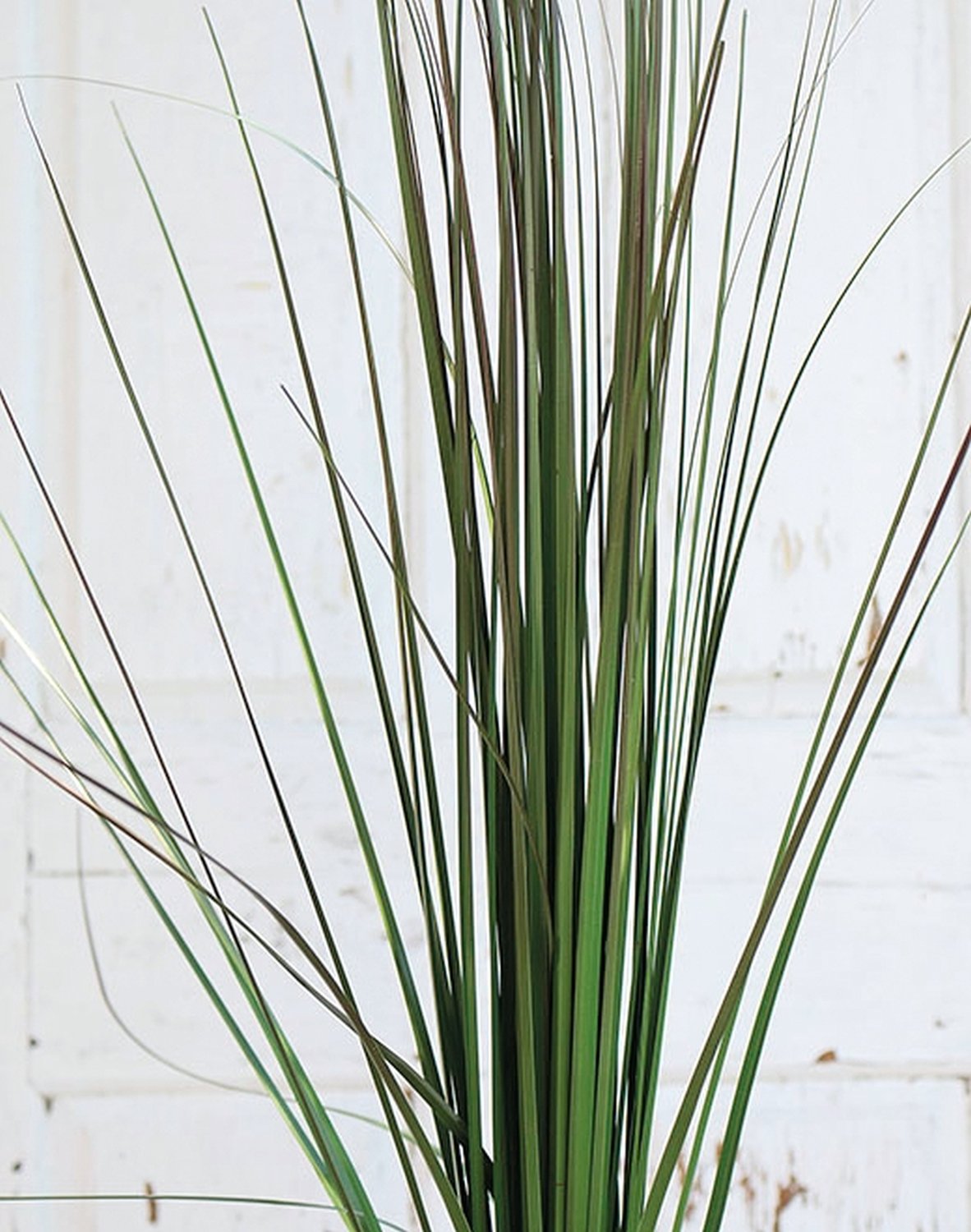 Artificial Chinese silver grass, 157 cm, olive-brown
