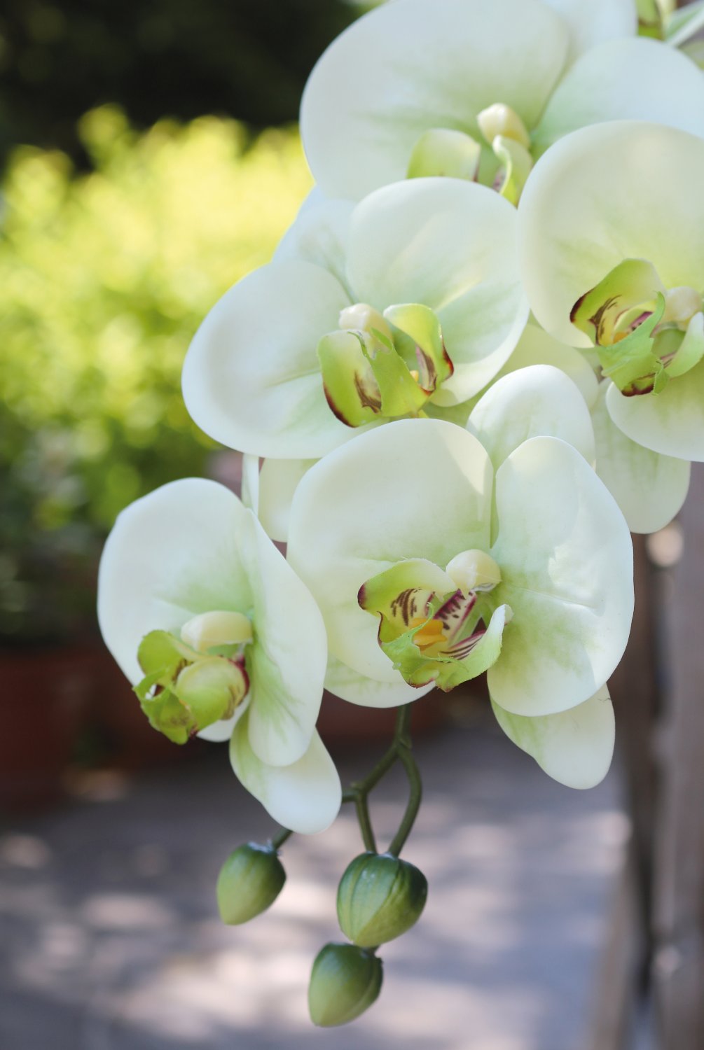 Orchidea Phalaenopsis artificiale, 100 cm, Real Touch Soft, crema-verde