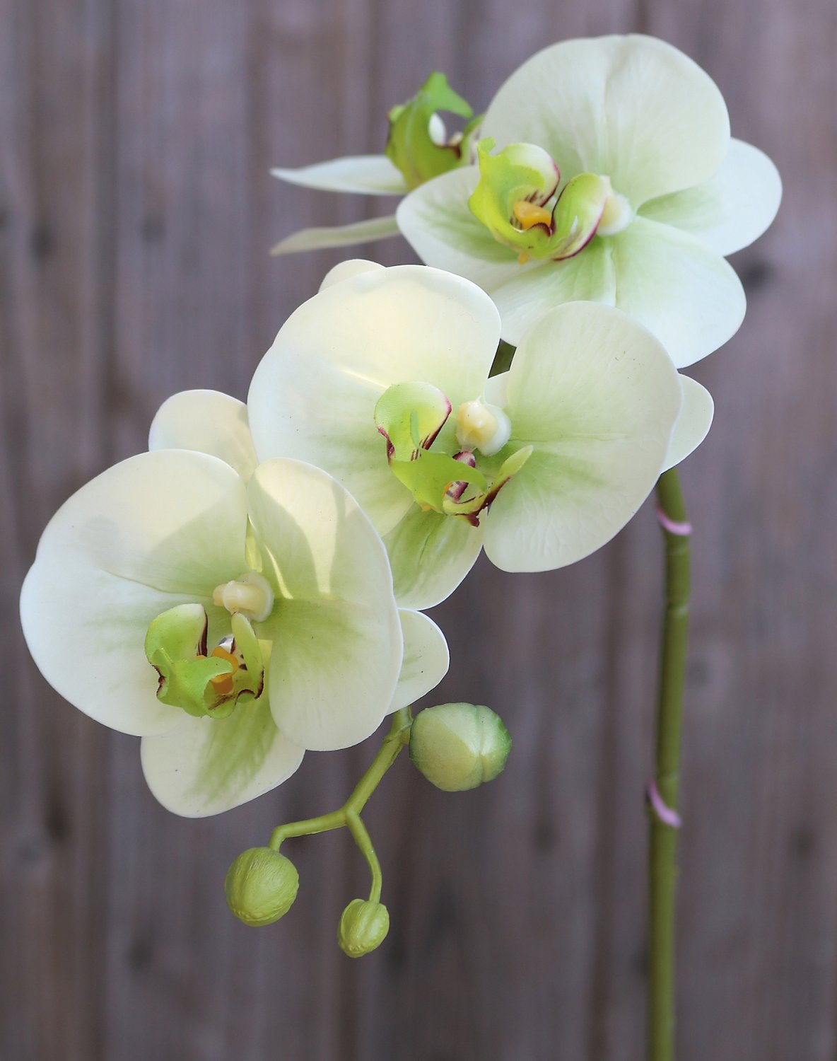 Plastic orchid Phalaenopsis, 64 cm, real touch soft, beige-green