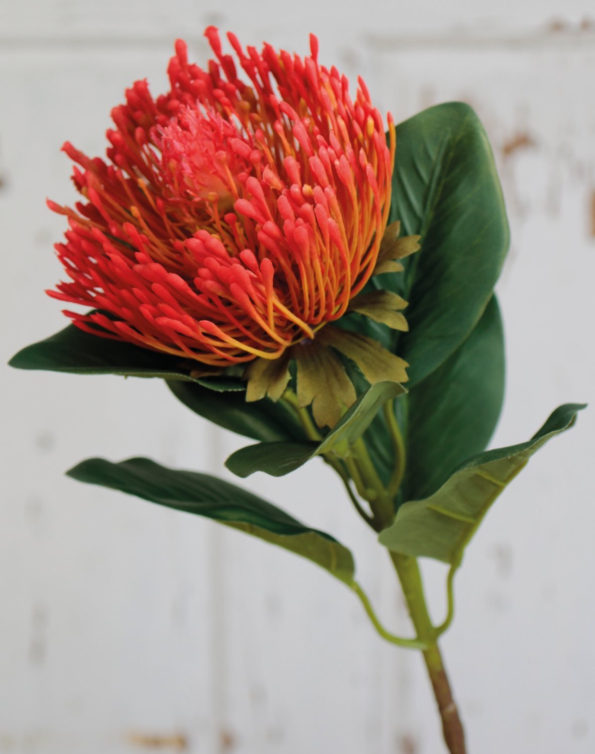 Künstliche Protea, 65 cm, rot-gelb