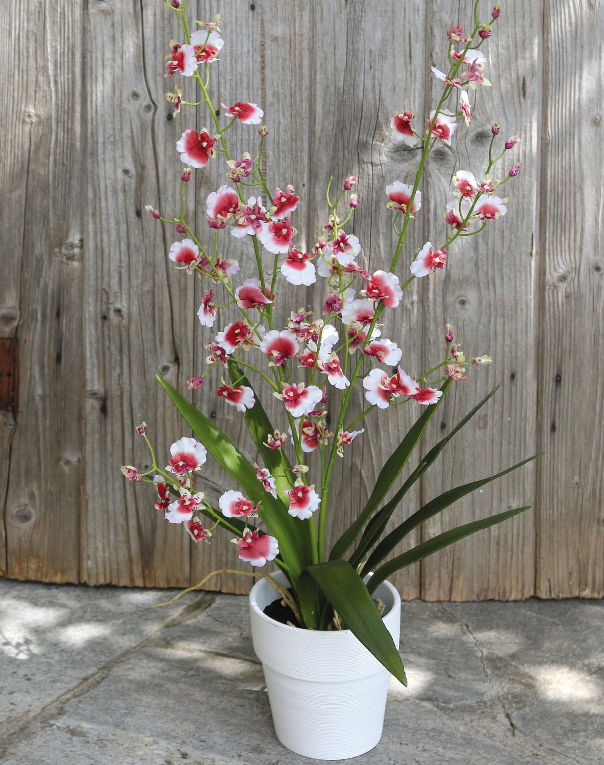 Orchidea Oncidium artificiale, in vaso, 74 cm, bianco-rosso