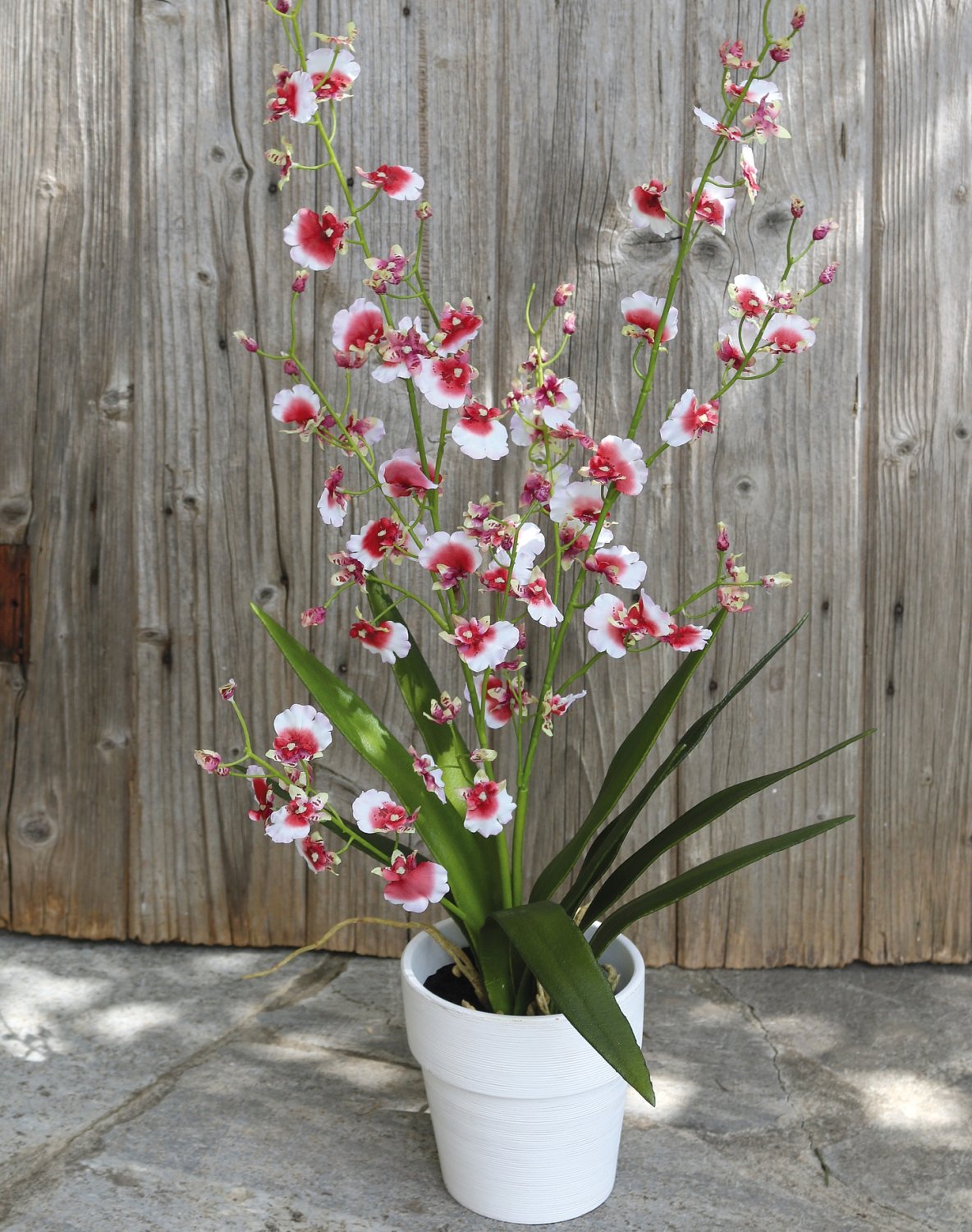 Künstliche Orchidee Oncidium, getopft, 74 cm, weiß-rot Künstliche Orchidee Oncidium, getopft, 74 cm, weiß-rot