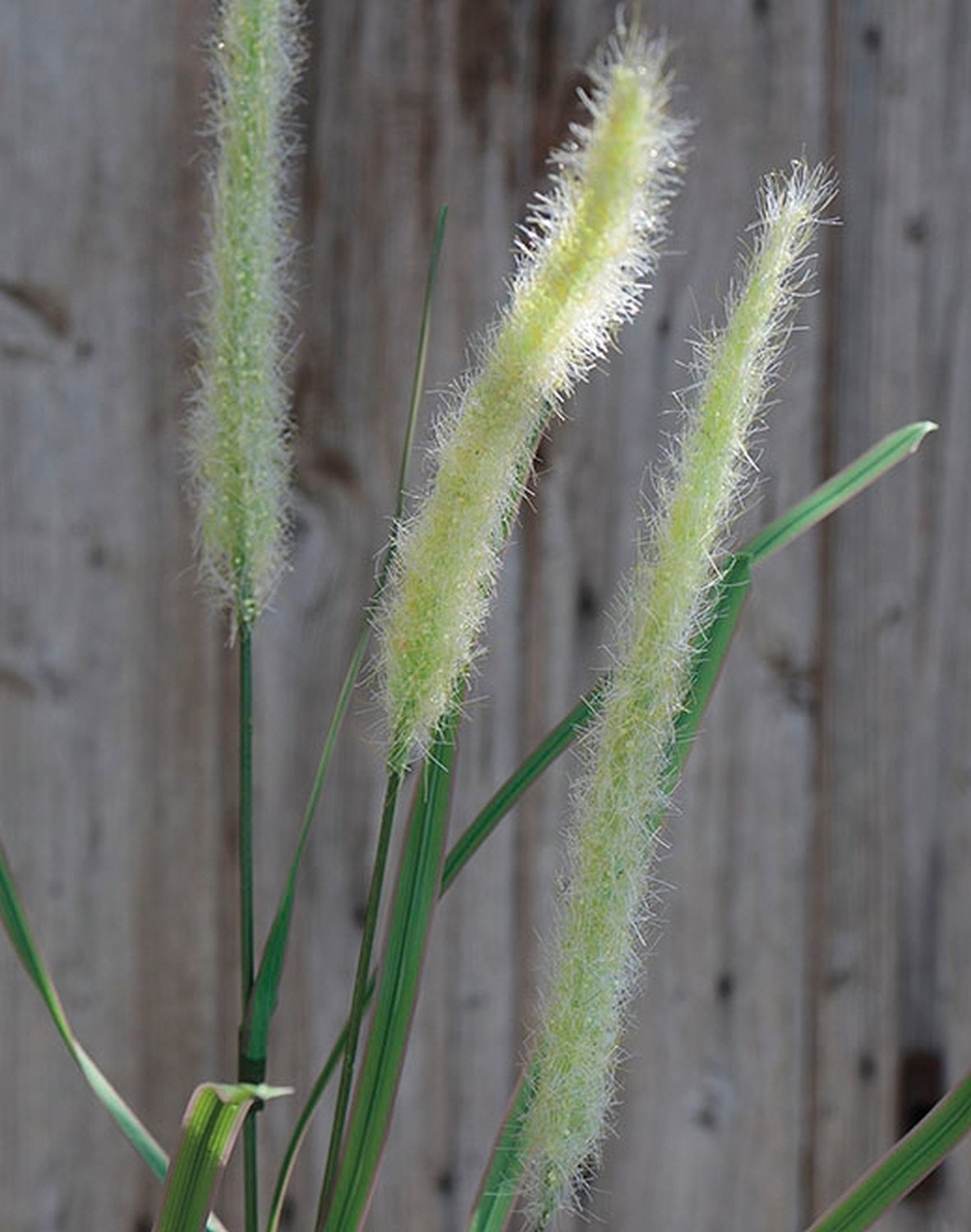 Künstliche Liriope, 4-fach, 95 cm, creme-grün