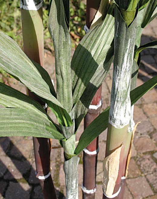 Canna da zucchero artificiale, 7 tronchi, in vaso, 210 cm, verde