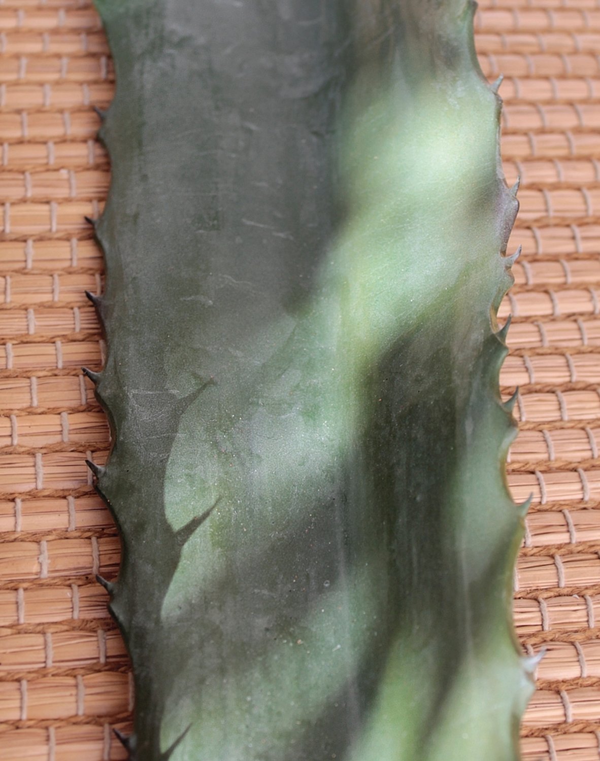 Artificial aeonium leaf, 108 cm, green