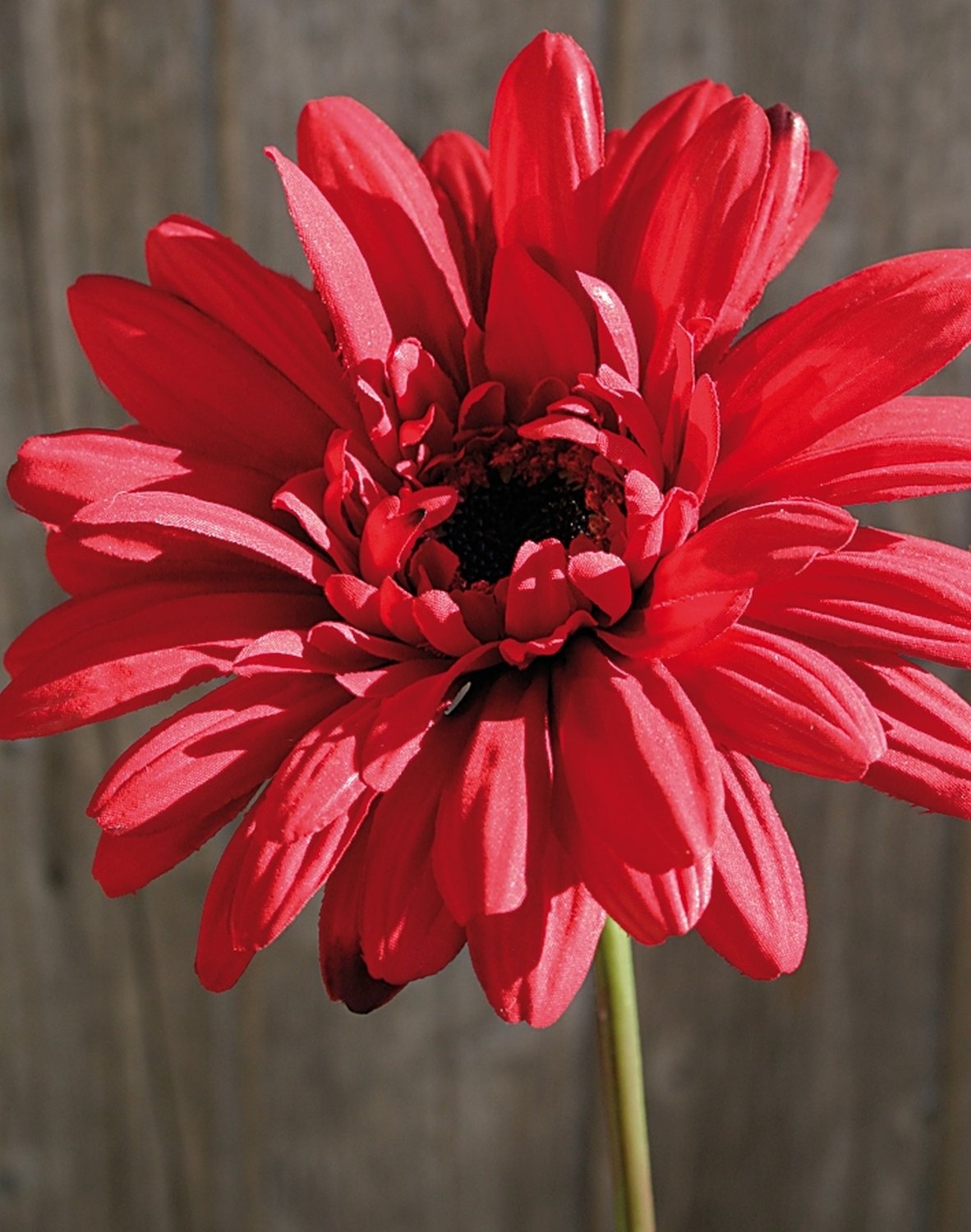 Künstliche Gerbera mit beflocktem Stiel, 55 cm, rot