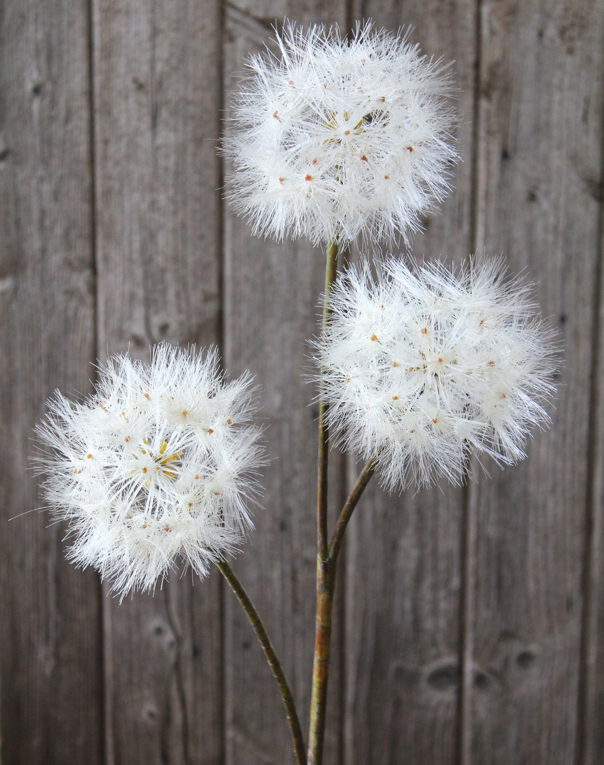 Artificial dandelion, 3-flowers, 114 cm, beige-white