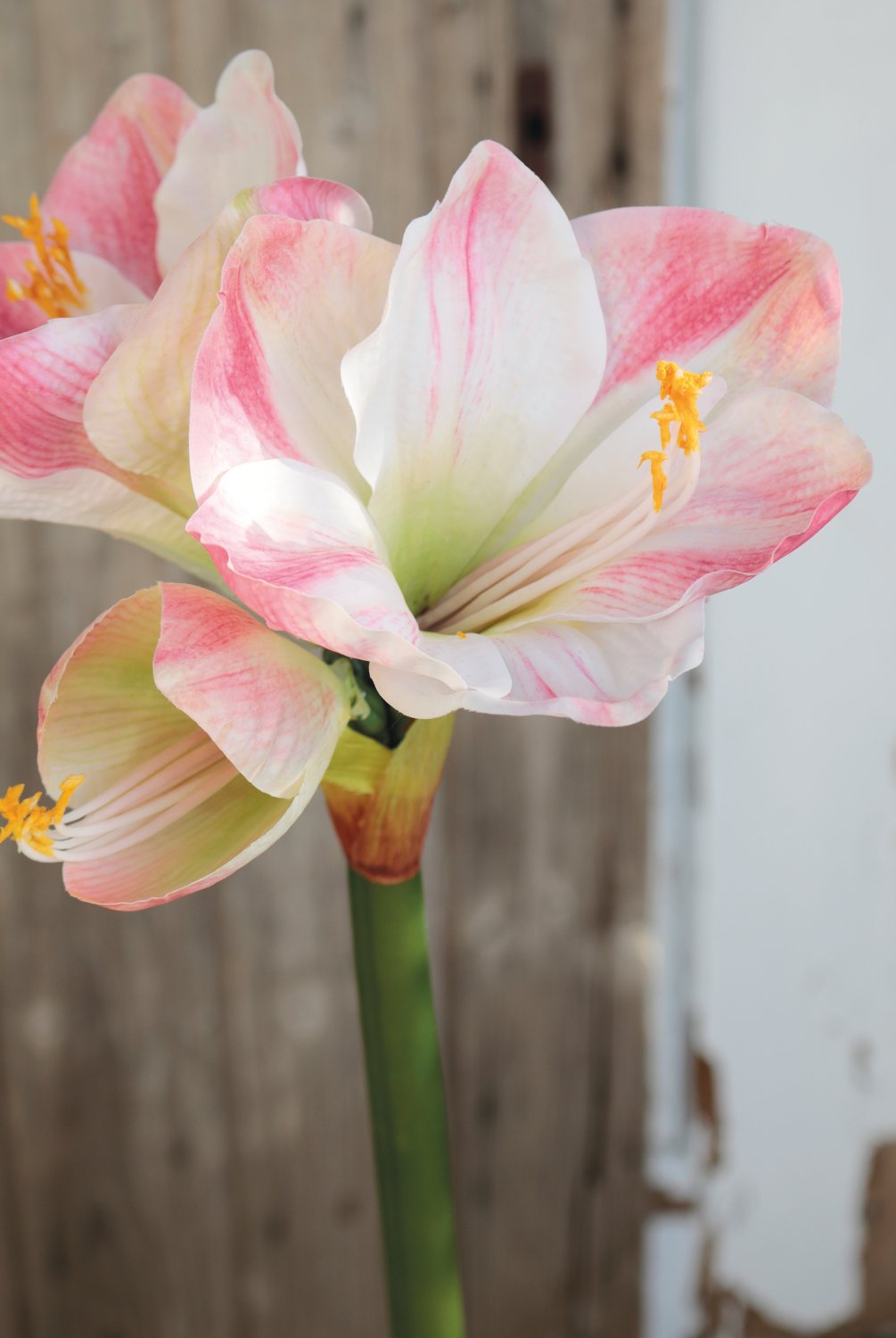 Künstliche Amaryllis, 66 cm, creme-rosa