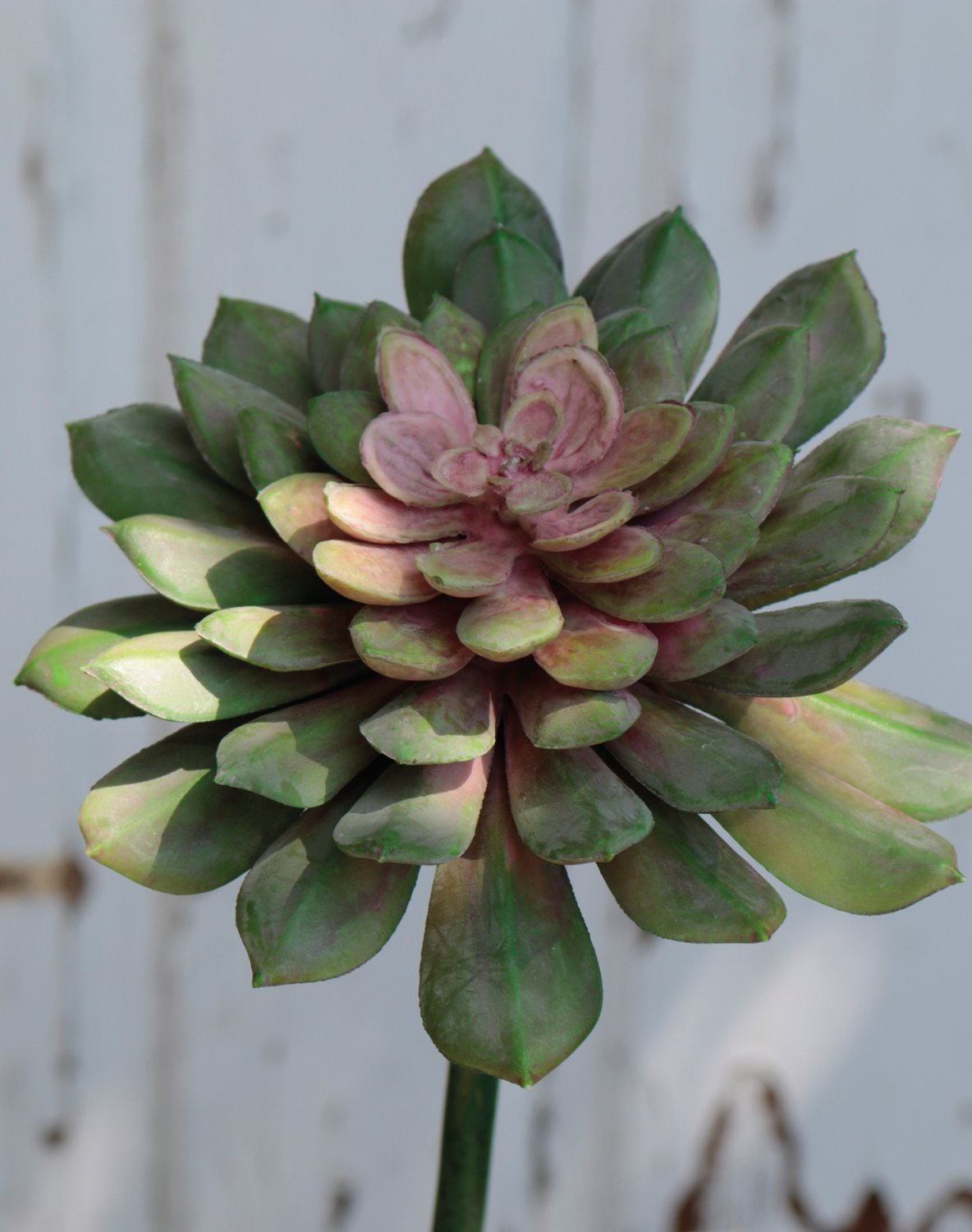 Künstliche Echeveria auf Steckstab, 16 cm, grün-rosa