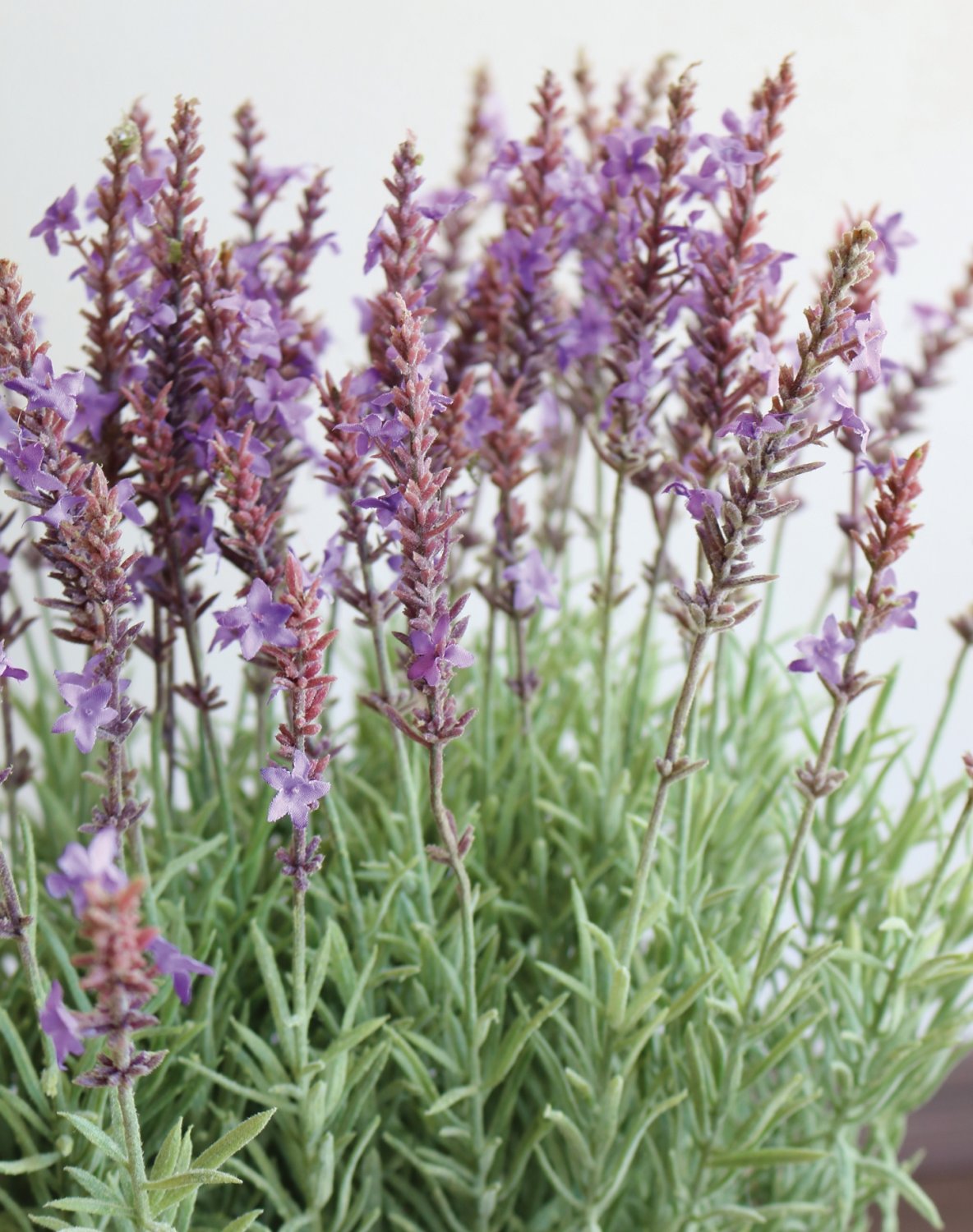 Künstlicher Lavendel im Korb, 55 cm, dunkelviolett