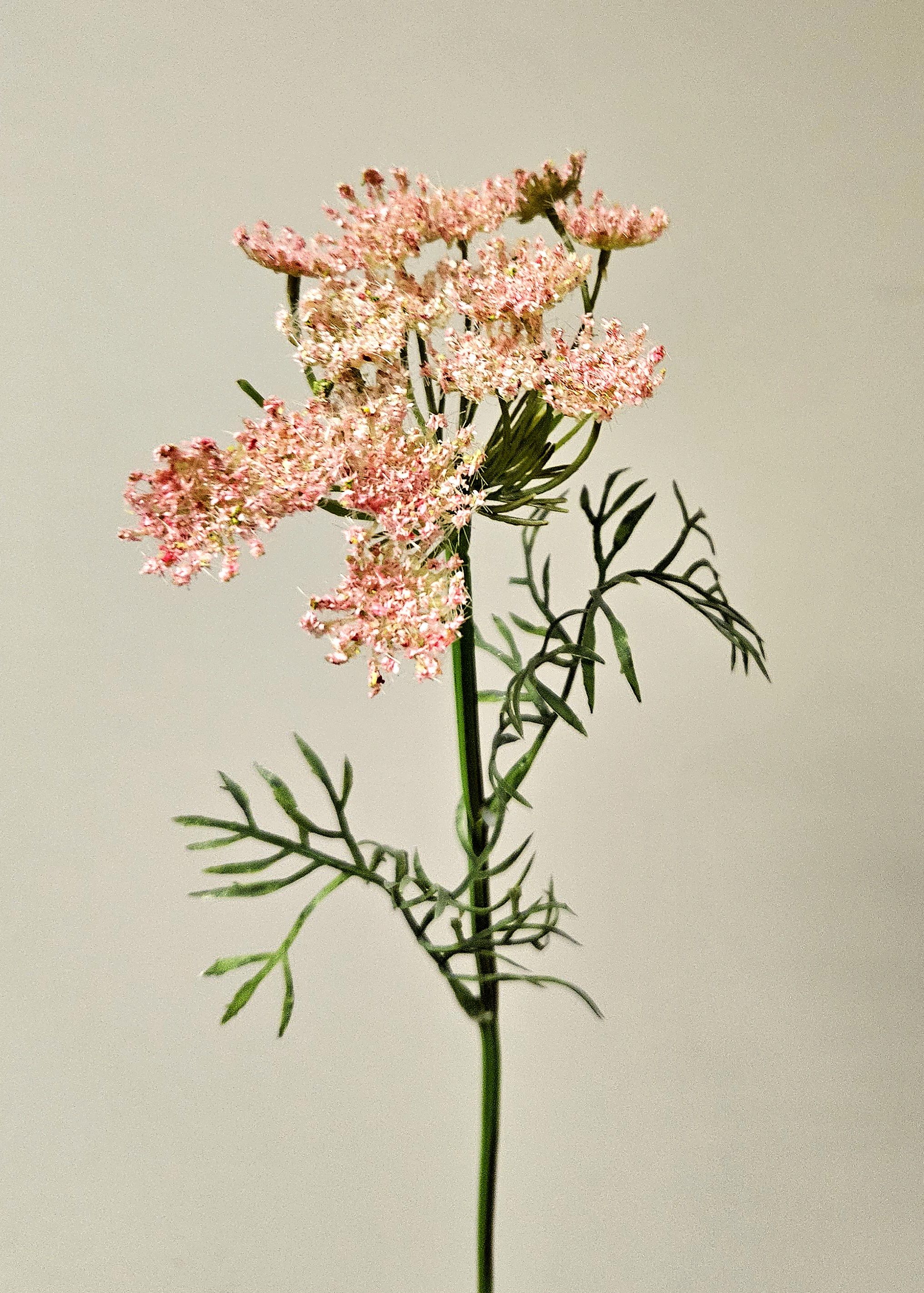 Künstliche Schafgarbe, 1-fach, 58 cm, hellrosa