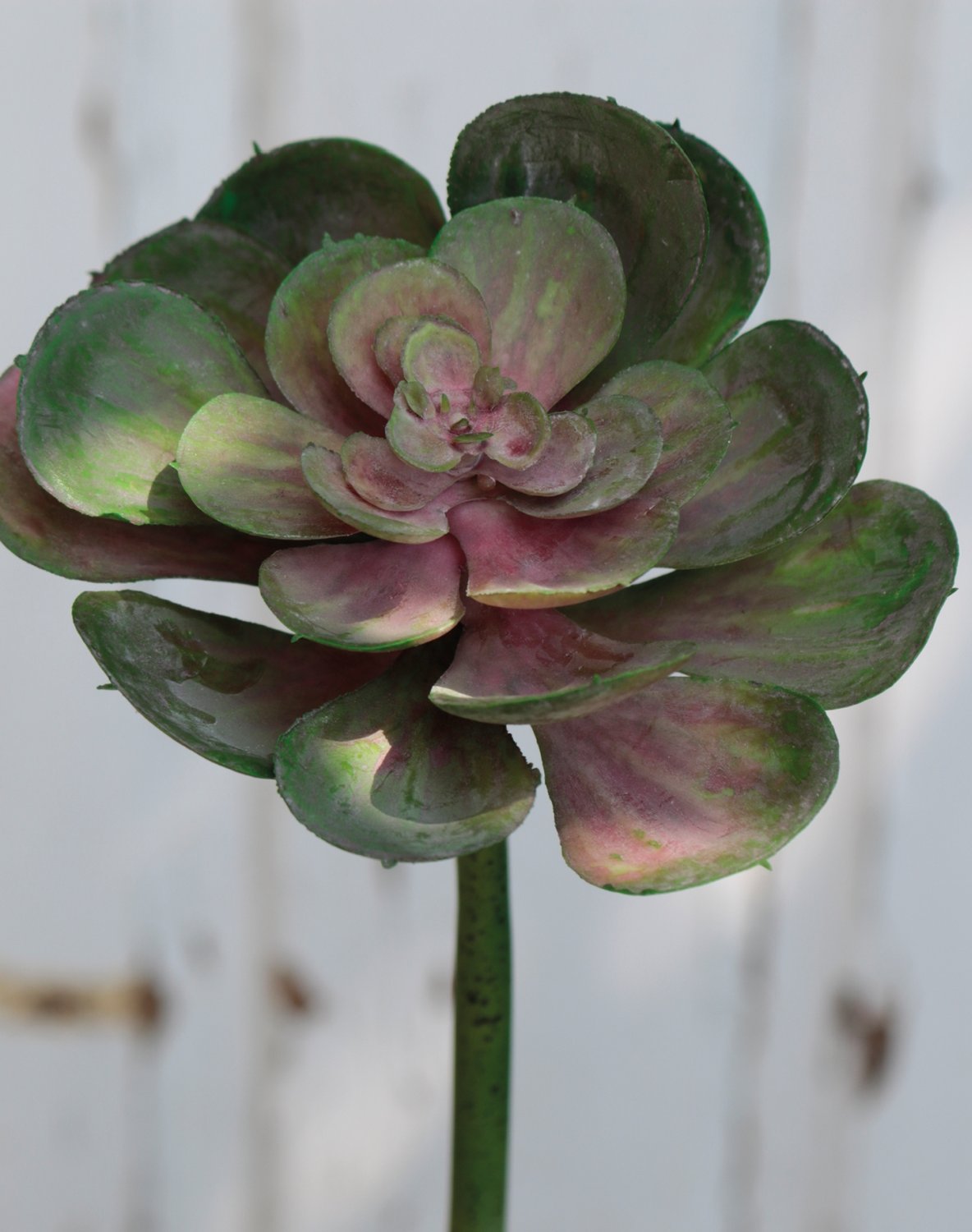 Künstliche Echeveria auf Steckstab, 15 cm, grün-rosa