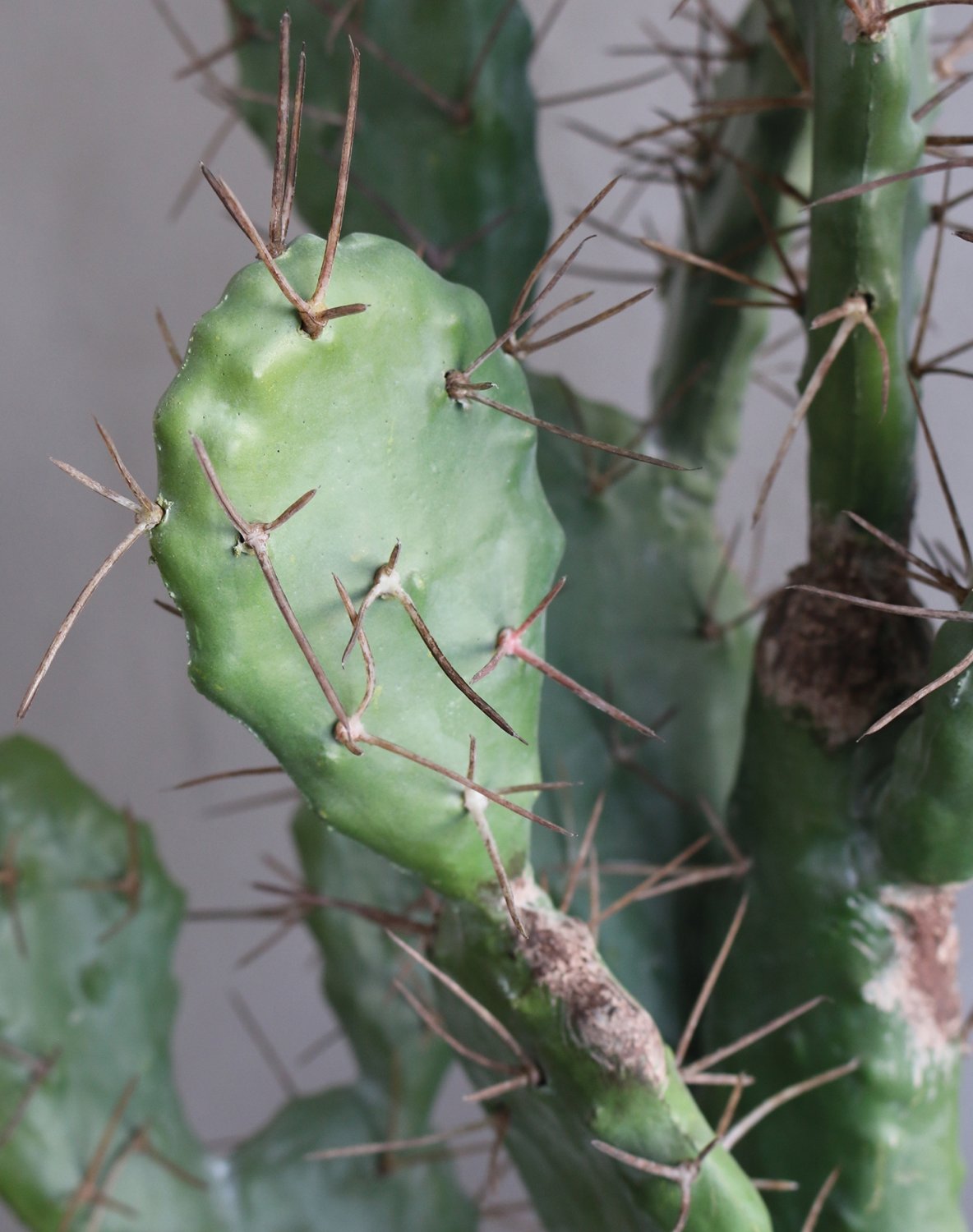 Artificial cactus prickly pear, potted, 100 cm, green