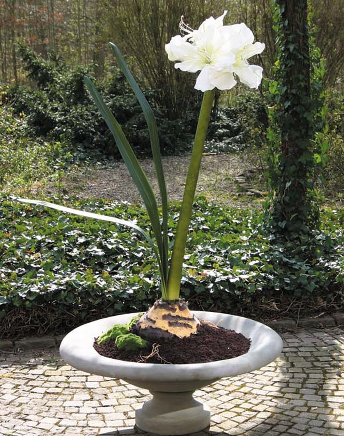 Künstliche Amaryllis in Gefäß mit 'Erde', 185 cm, Ø 110 cm, creme-weiß