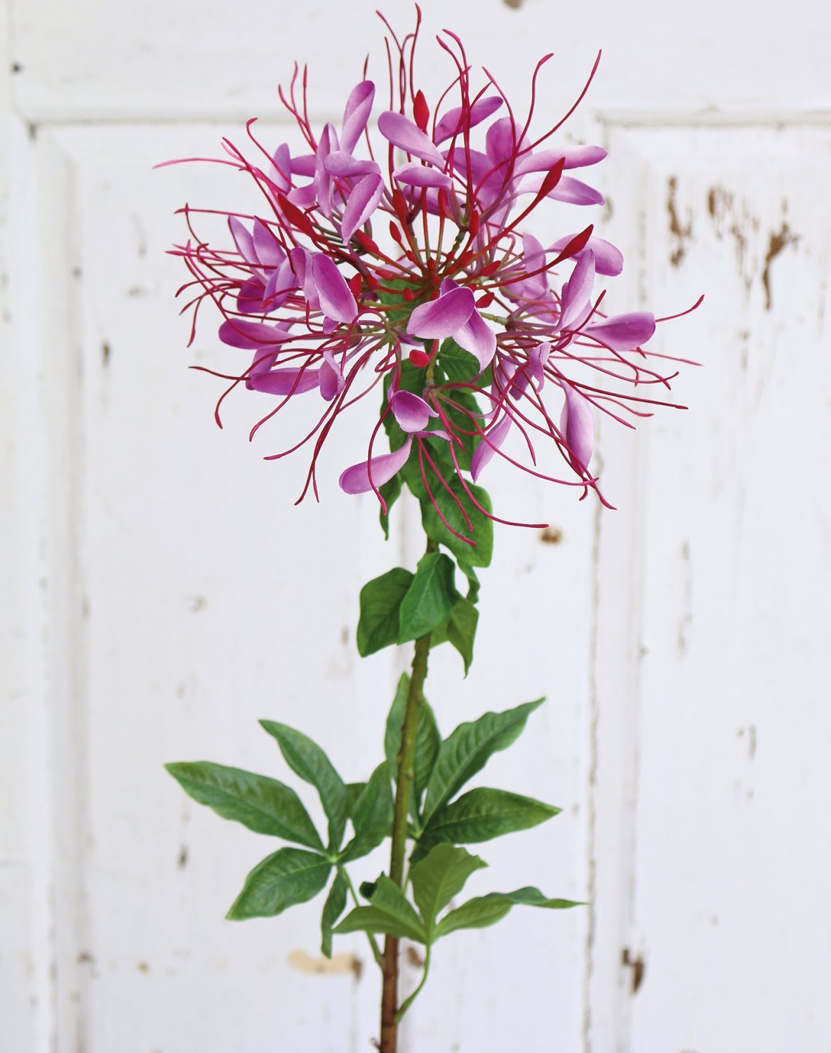 Artificial spider flower (cleome ), 85 cm, dark violet